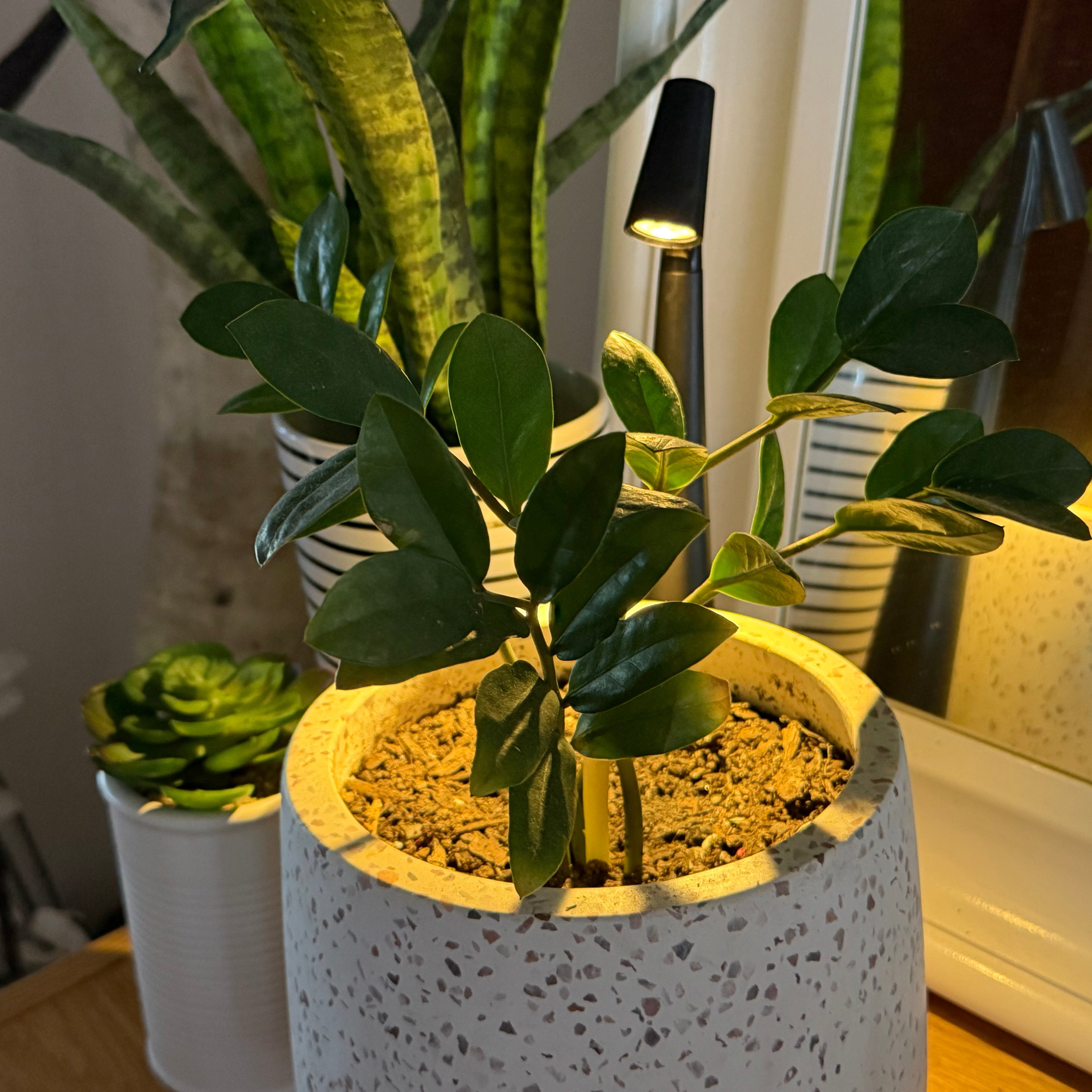 Potted plant under a decorative light fixture with a textured surface
